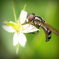 /album/meguro-usagi/photolia-a02-jpg/