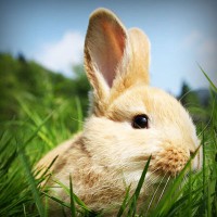 /album/meguro-usagi/photolia-a03-jpg/