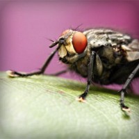 /album/meguro-usagi/photolia-a08-jpg/